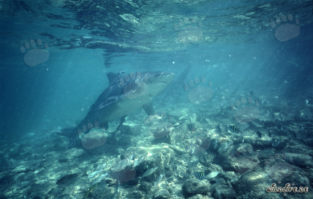 Bull shark observed at the water surface in tropical waters