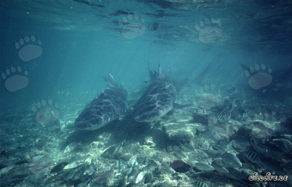 Two bull sharks approaching with curiosity