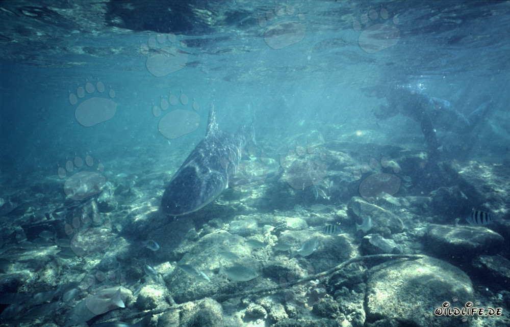 Fascinating Encounter: Snorkeler and Bull Shark