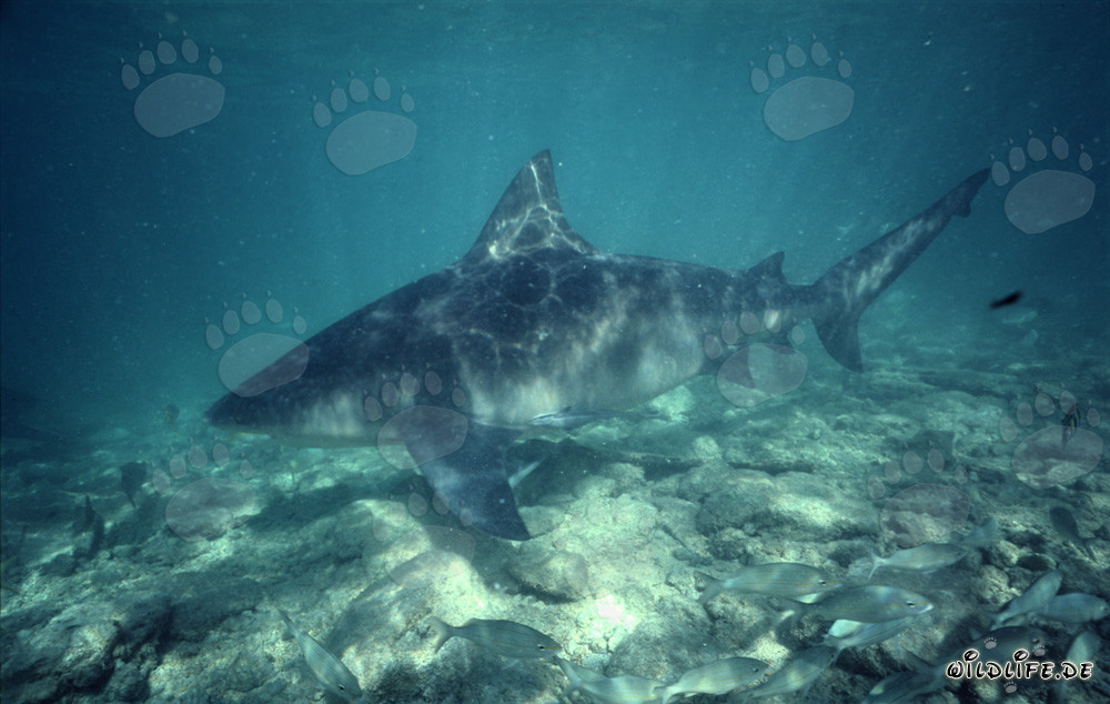 Impressive Bull Shark swimming close to the seabed at Shark Beach in Walker´s Cay