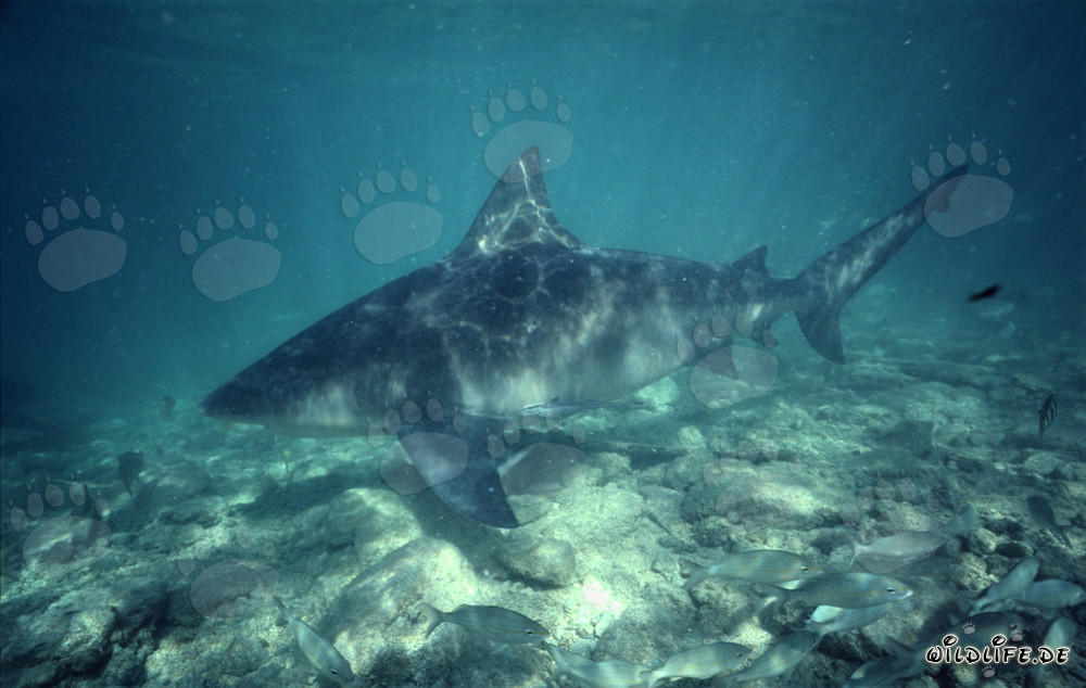 Imposantes Bullenhai Seitenporträt unterwegs an der Shark Beach von Walker´s Cay