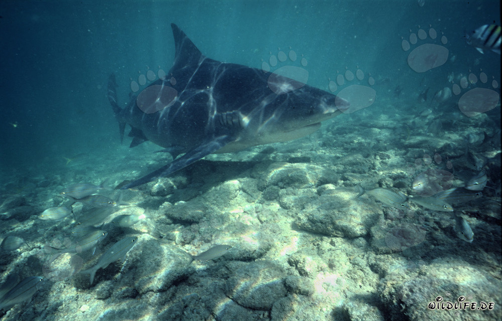 Fascinating Bull Shark in Tropical Waters