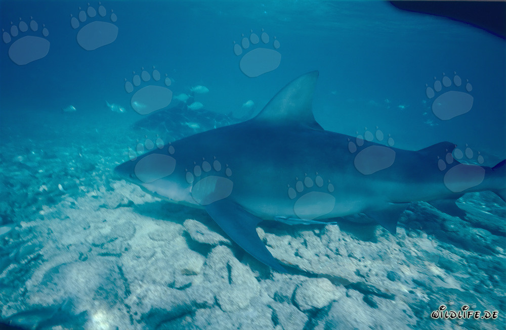 Imposanter Bullenhai umgeben von kleinen Fischen