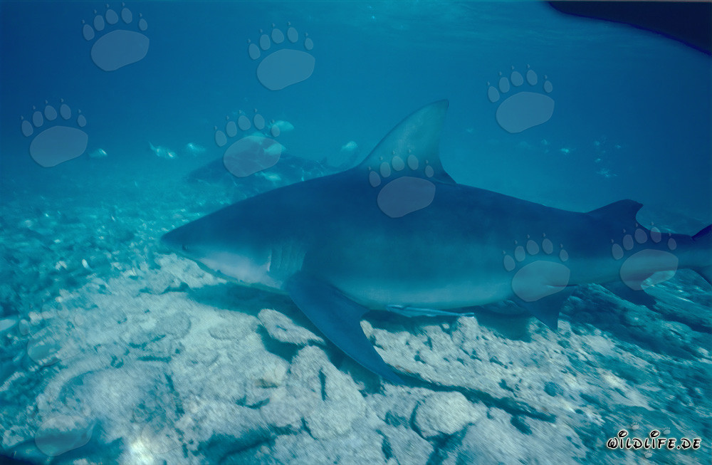 Impressive Bull Shark surrounded by small fish