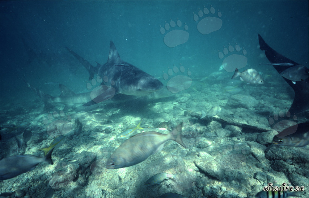 Encounter with Bull Shark, Lemon Shark, and School of Fish in Walker's Cay