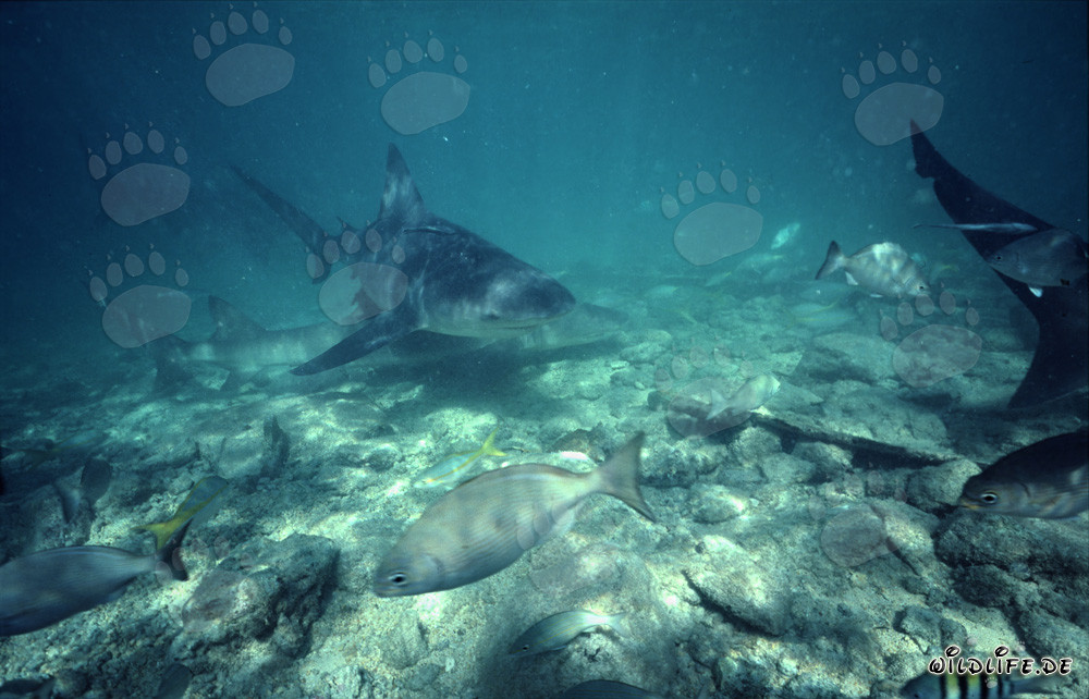 Treffen mit Bullenhai, Zitronenhai und Fischschwarm in Walker's Cay