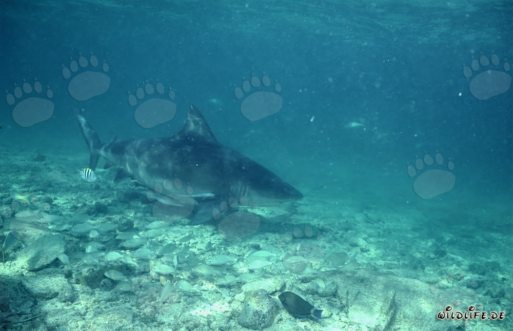 Curious Bull Shark at Shark Beach of Walker's Cay