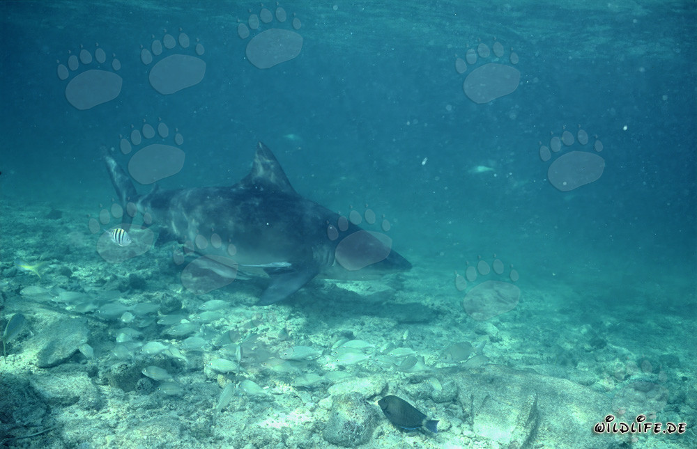 Neugieriger Bullenhai an der Shark Beach von Walker's Cay