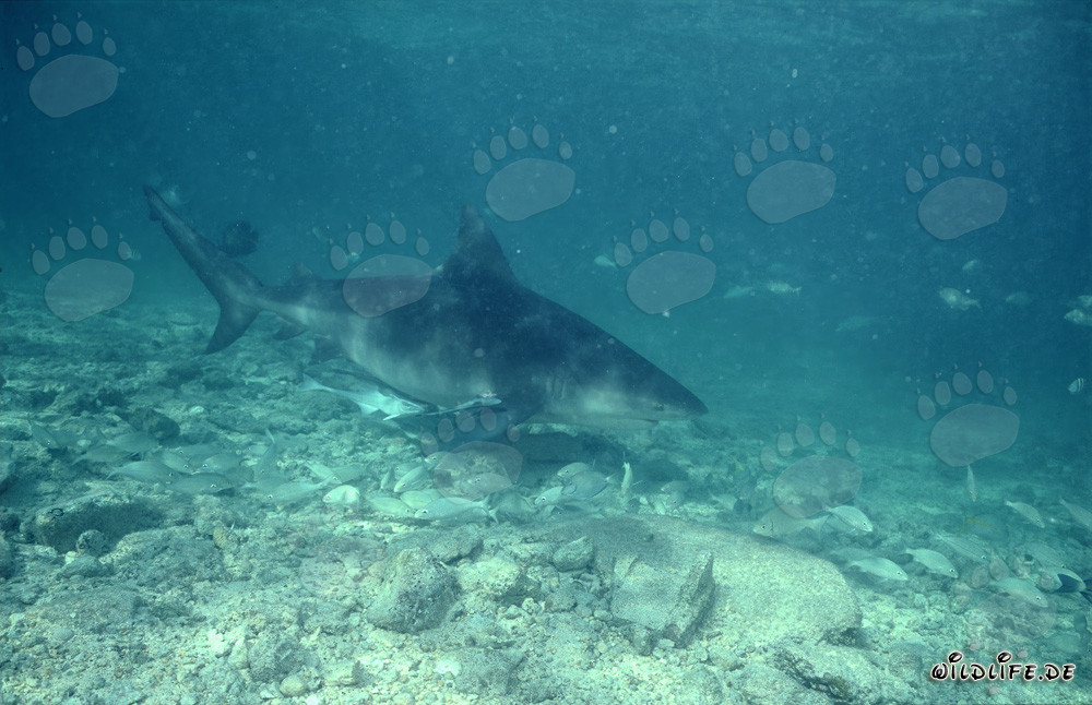 Bull Shark - Majesty of the Seas in Tropical Waters