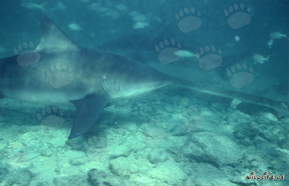 Encounter of two majestic Bull Sharks