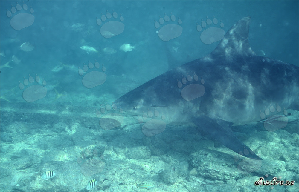 Impressive Bull Shark close to the seabed