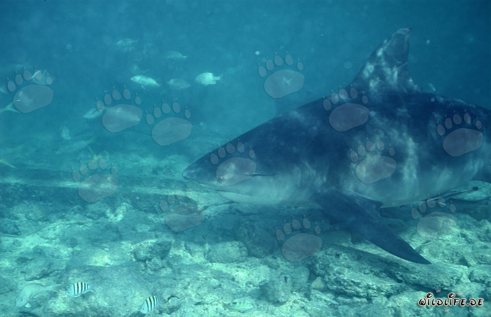 Impressive portrait of a large Bull Shark
