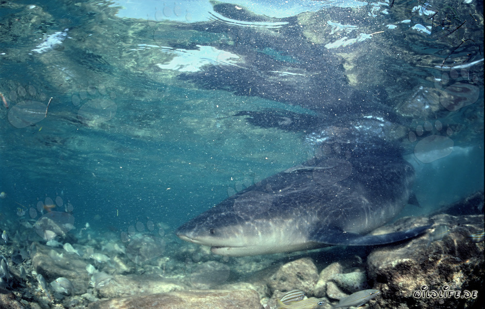Bull Shark (Carcharhinus leucas) in Turbulent Waters off Walker´s Cay, Bahamas