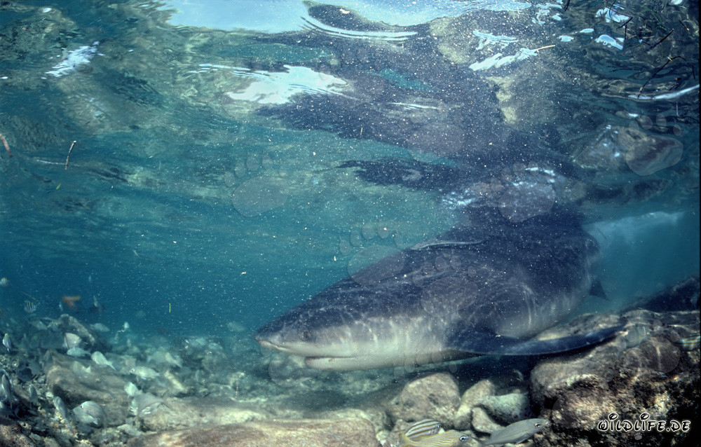 Bullenhai im aufgewühlten Wasser vor Walker´s Cay, Bahamas