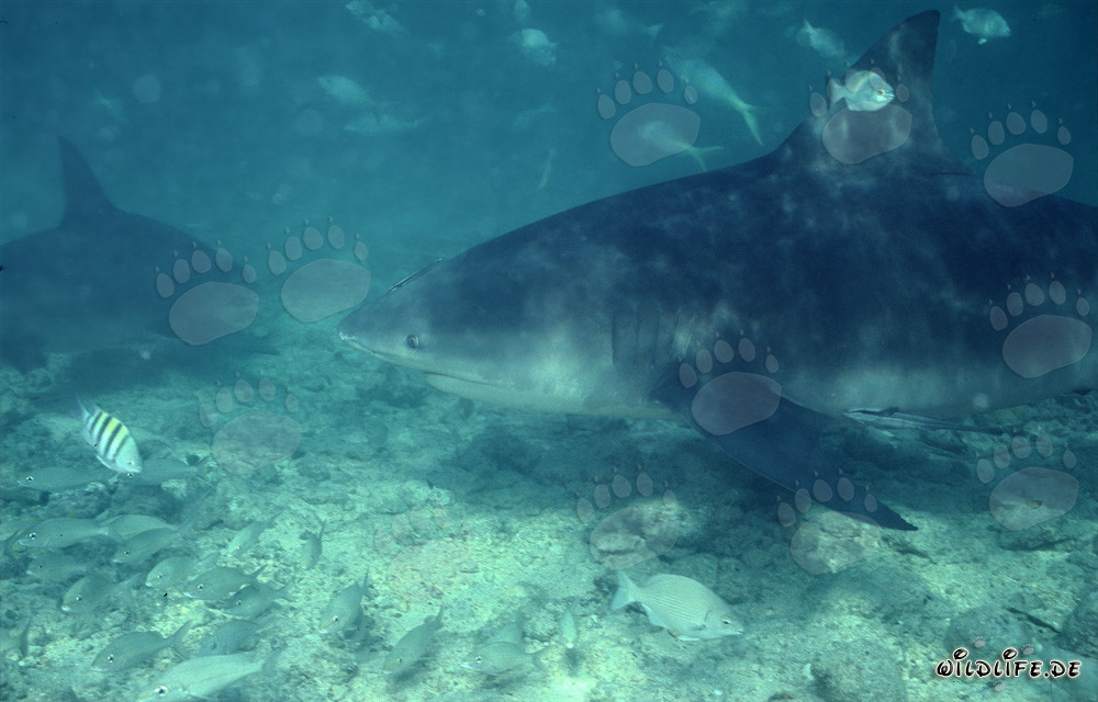 Fascinating Encounter with an Impressive Bull Shark