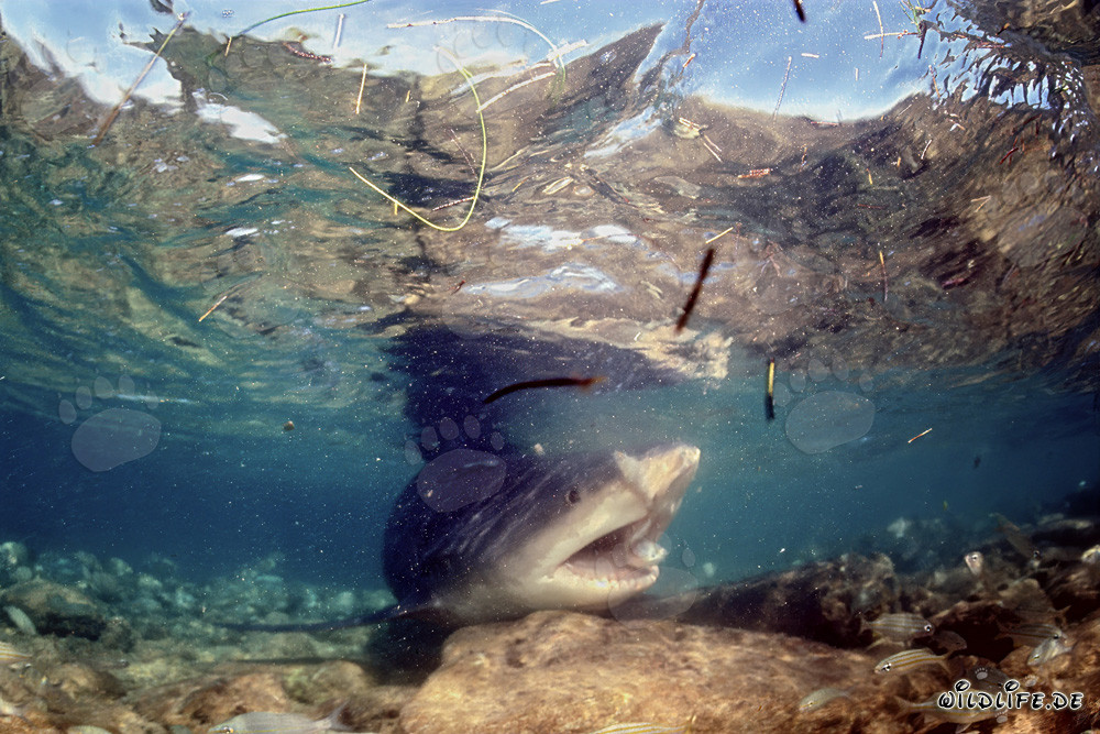 Bullenhai auf Nahrungssuche an shark beach von Walker's Cay