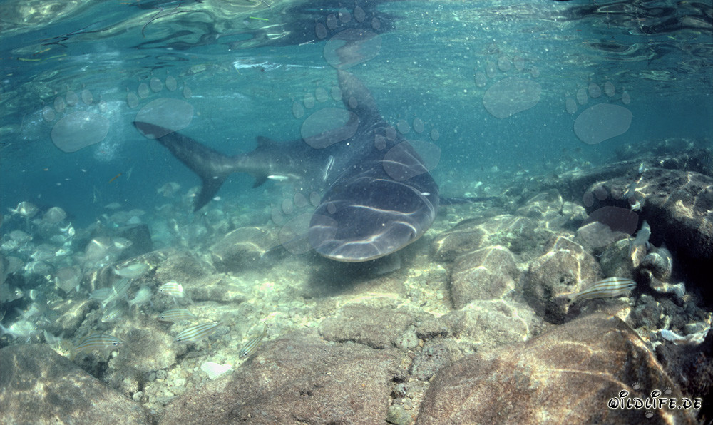Impressive bull shark changes its direction and approaches frontally