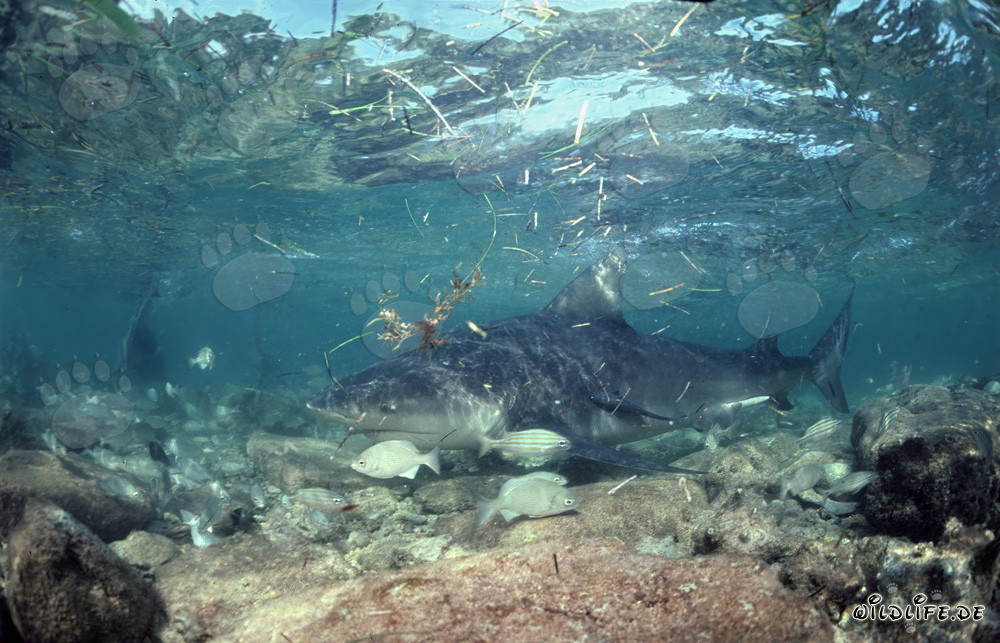 Bull shark in the surf zone