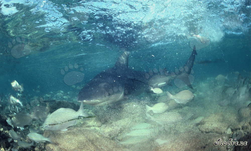 Bull Shark in shallow water near Walker´s Cay