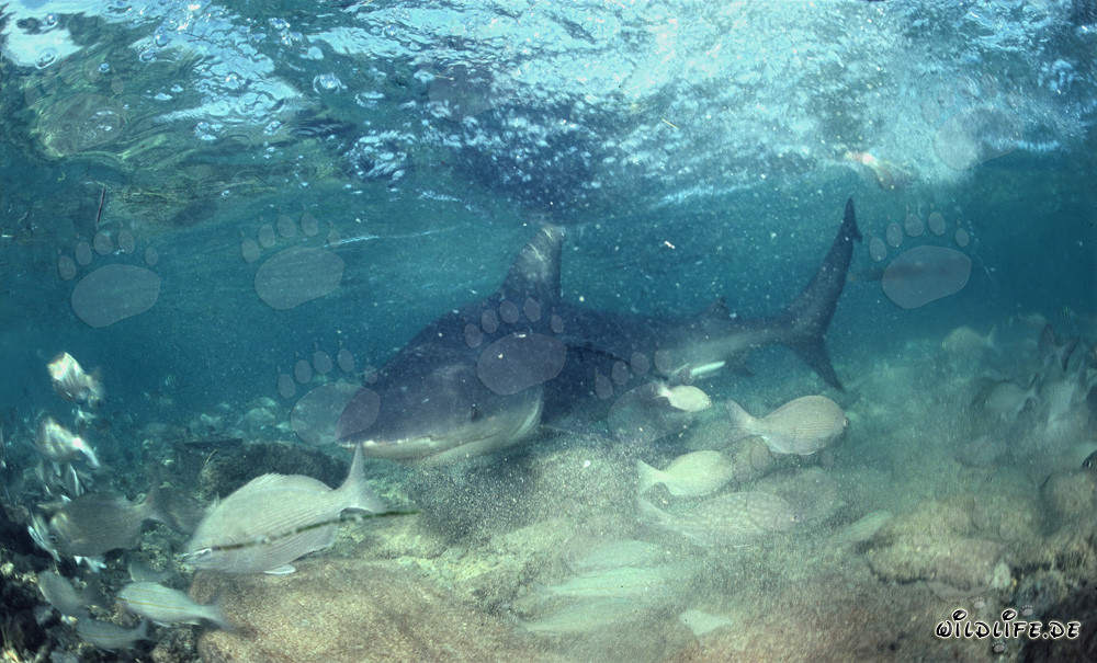 Bullenhai in flachem Wasser vor Walker´s Cay