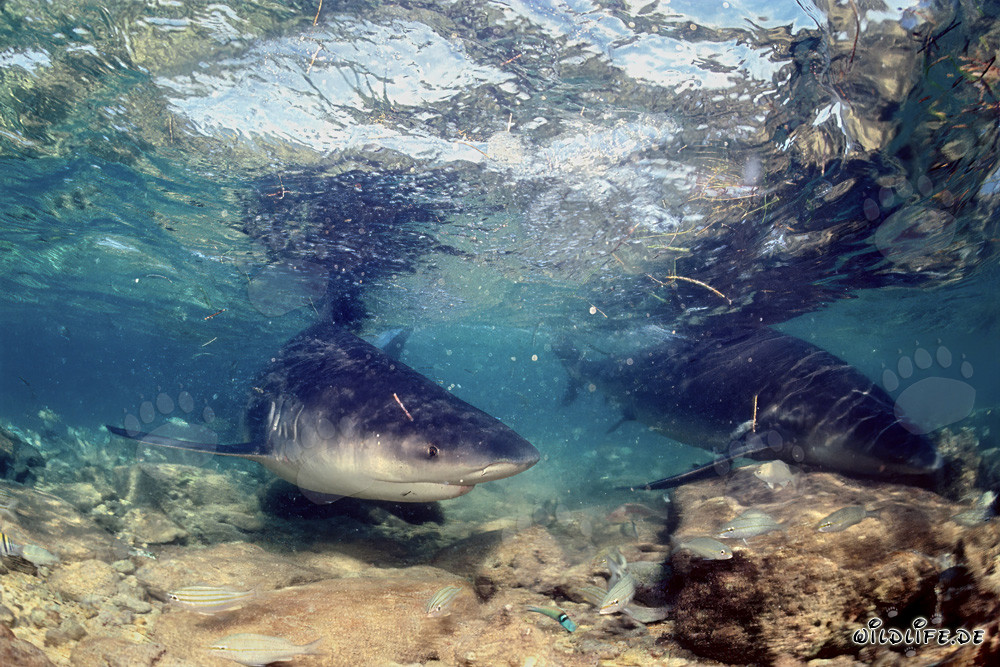 Bull Shark in extremely shallow water at Walker's Cay