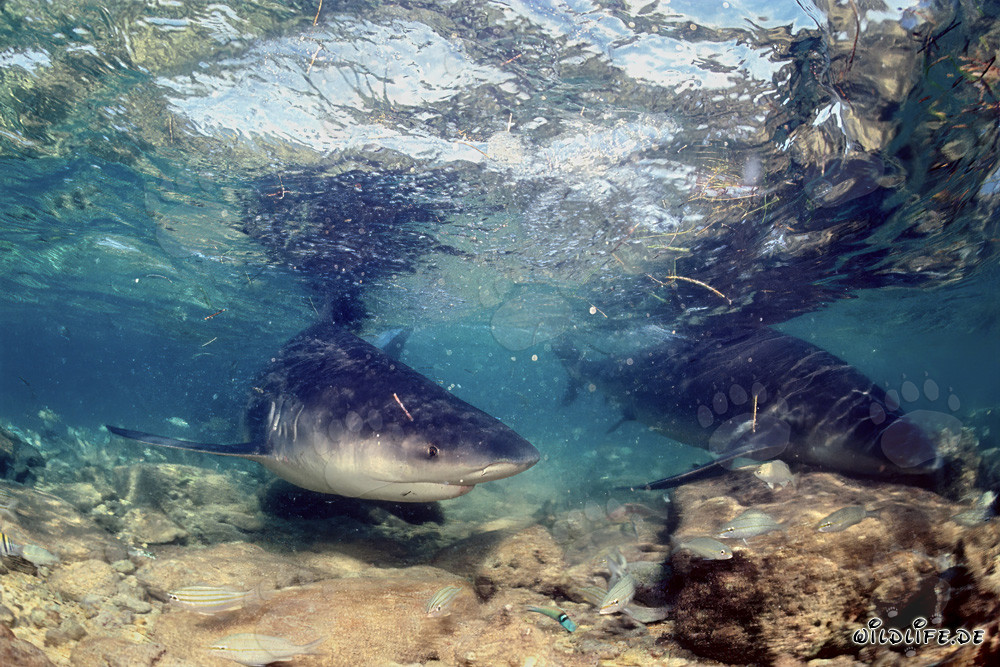 Bullenhai in extrem flachem Wasser vor Walker's Cay