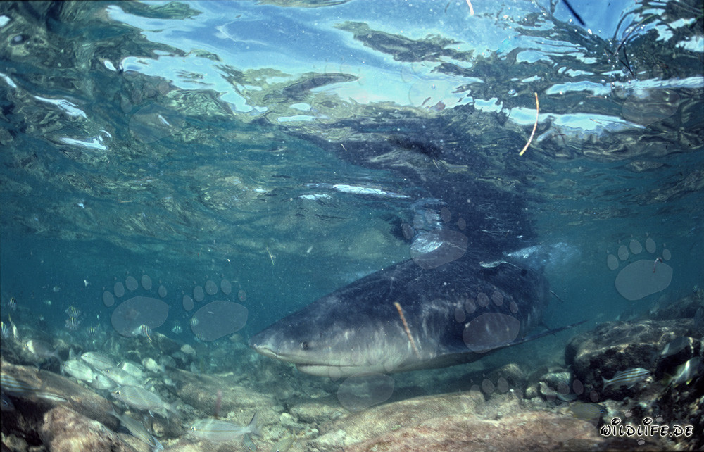 Majestic Bull Shark in Shallow Water