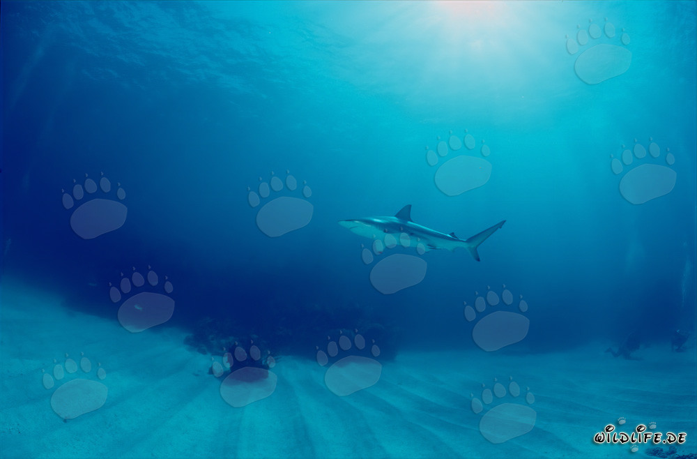 Blacktip shark encounters a fascinated diver underwater