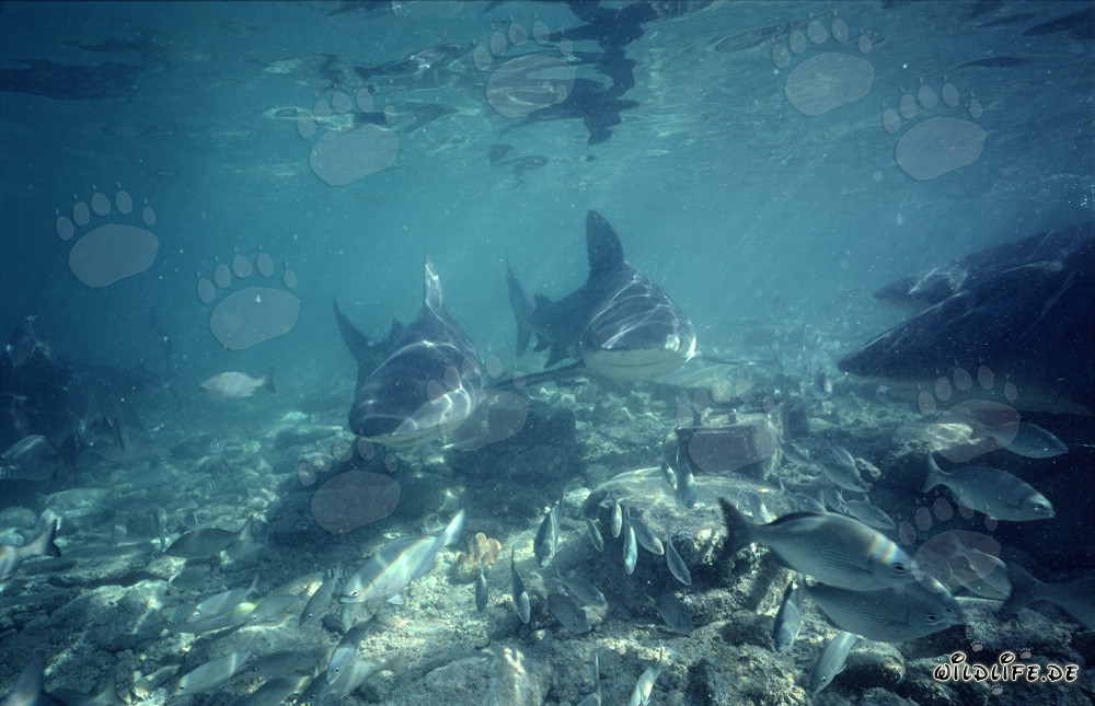 Discover Impressive Bull Sharks in the Waters of Walker´s Cay