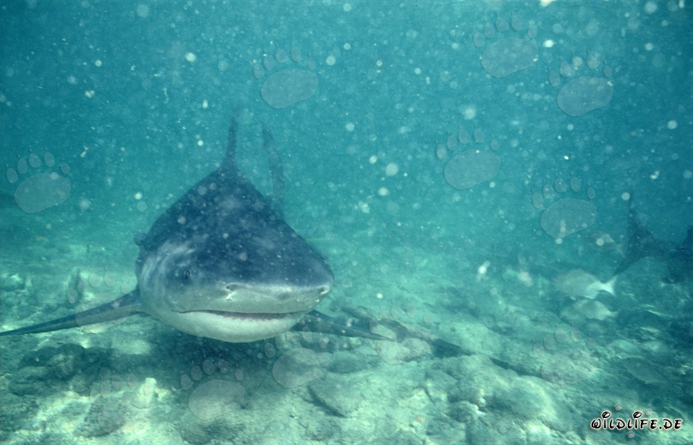 Fascinating Bull Shark in murky waters
