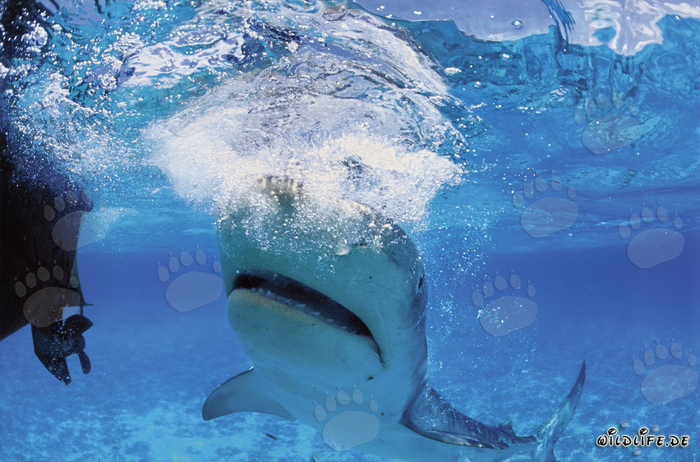 Requin tigre (Galeocerdo cuvier) observant le moteur hors-bord