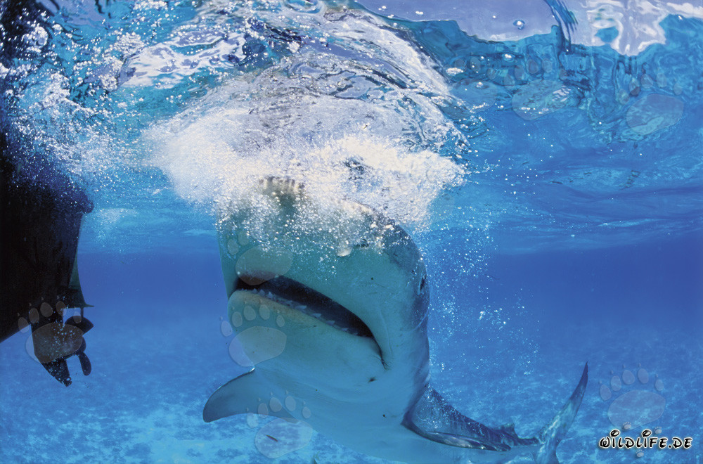 Tiger shark (Galeocerdo cuvier) observing the outboard engine