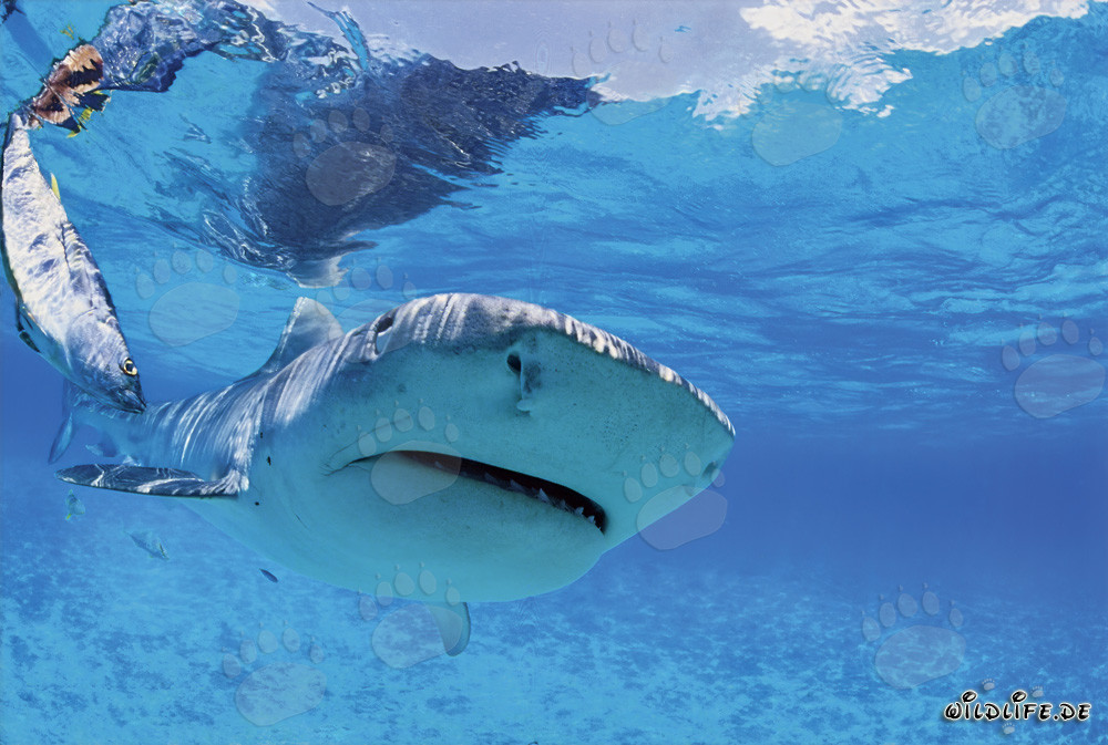 Requin tigre émerge dans la lagune claire