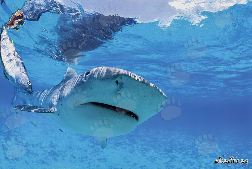 Tiger shark emerges in the clear lagoon