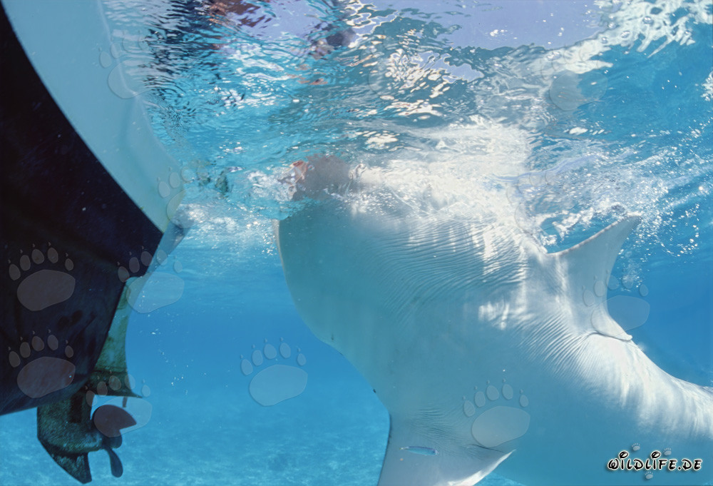 Requin-tigre montre son impressionnant ventre blanc dans l'océan