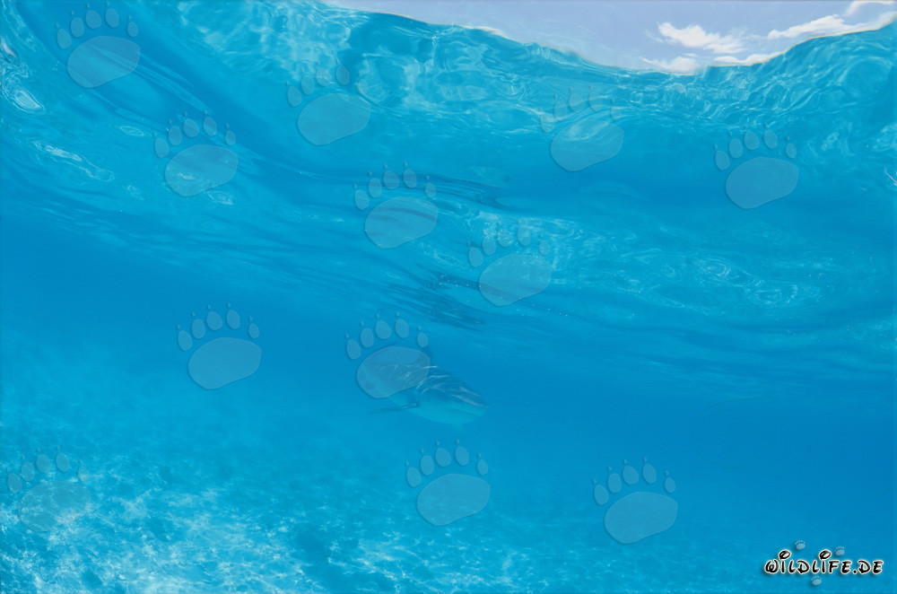 Le requin tigre opportuniste (Galeocerdo cuvier)