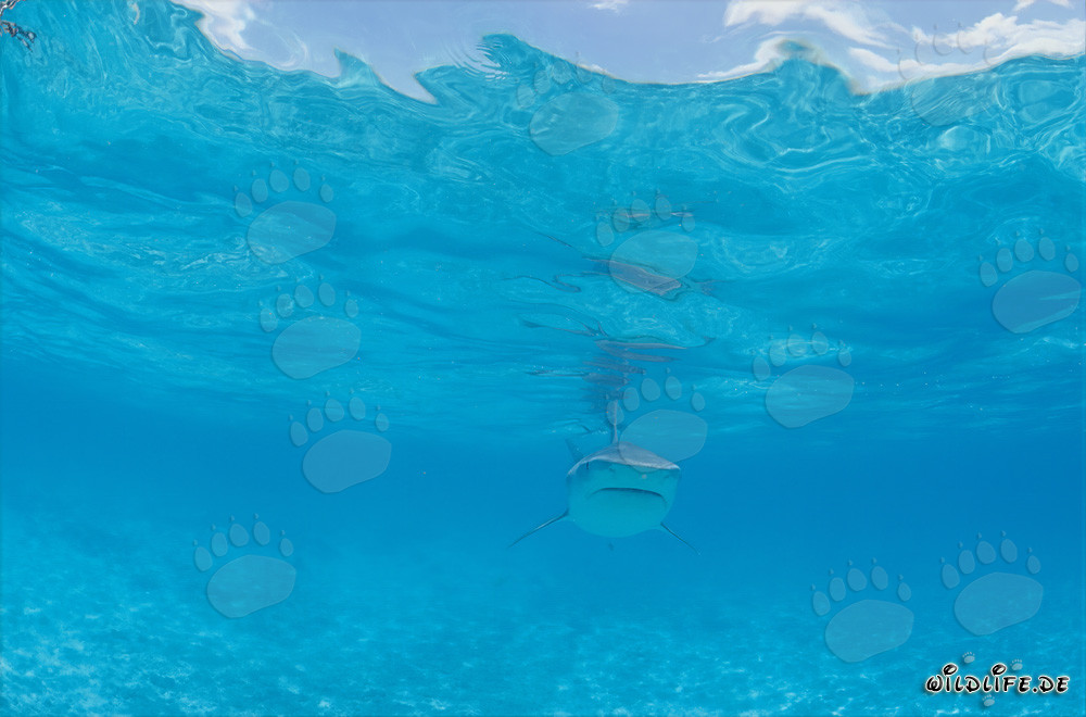 Élégant chasseur des mers requin-tigre (Galeocerdo cuvier)
