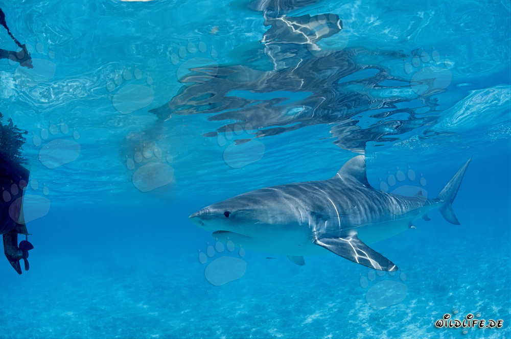 Requin tigre curieux (Galeocerdo cuvier) explore les eaux des îles hawaïennes