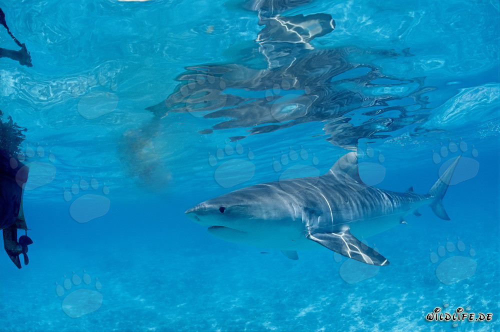 Squalo tigre curioso (Galeocerdo cuvier) esplora le acque delle Isole Hawaii