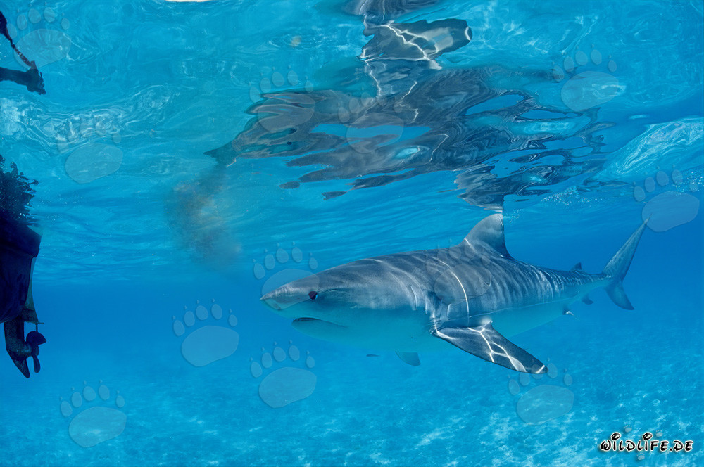 Tiburón tigre curioso (Galeocerdo cuvier) explora las aguas de las Islas Hawái