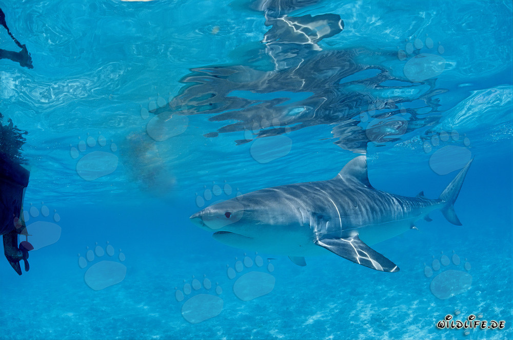Curious Tiger Shark (Galeocerdo cuvier) exploring the waters of the Hawaiian Islands