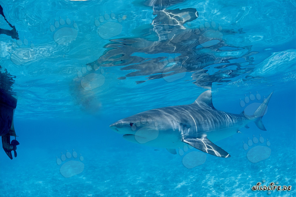 Neugieriger Tigerhai (Galeocerdo cuvier) erkundet die Gewässer der Hawaiian Islands