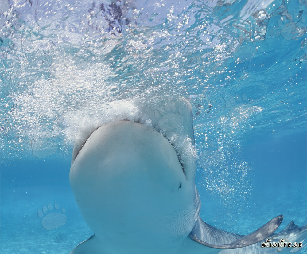 Tiger Shark - Majesty of the Seas