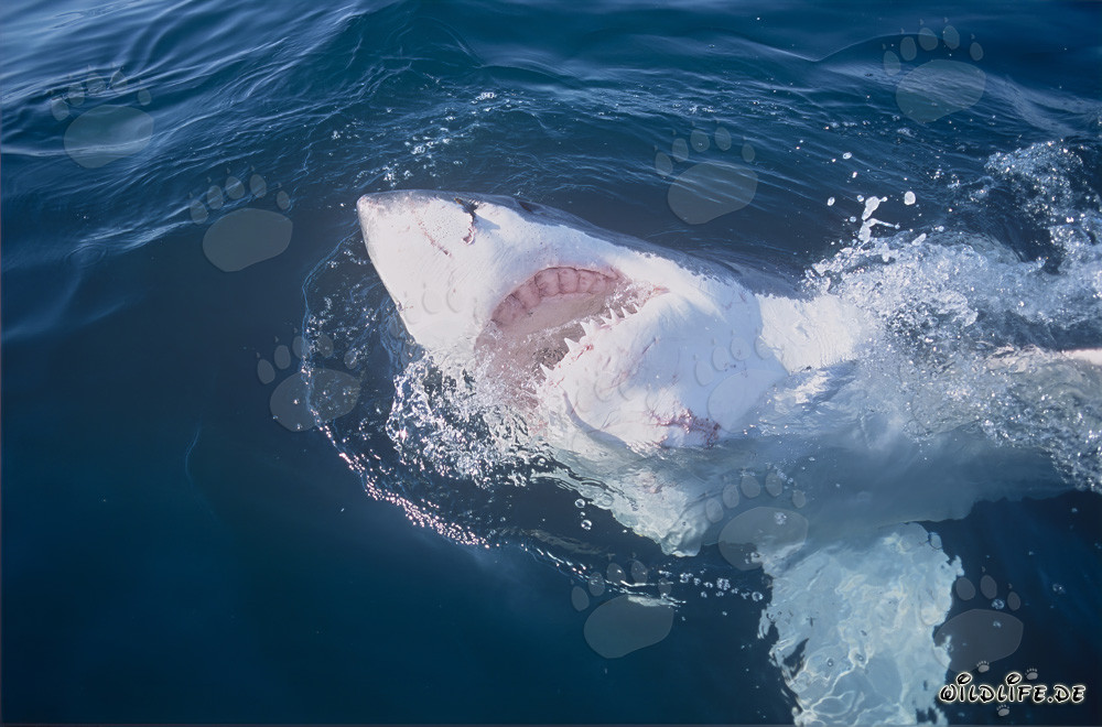 Grand requin blanc avec la gueule ouverte au large des côtes sud-africaines