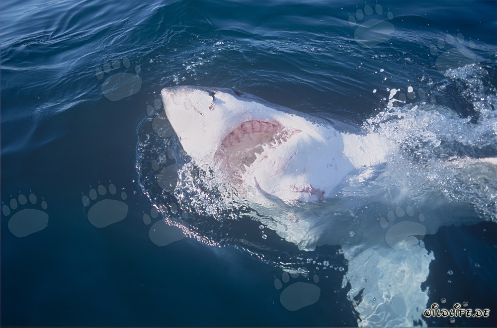 Impressive Great White Shark with Open Jaws off the Coast of South Africa
