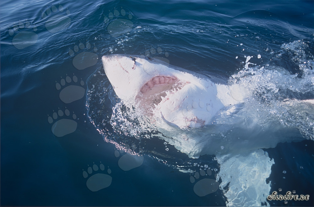 Imponente squalo bianco con la bocca aperta al largo della costa sudafricana