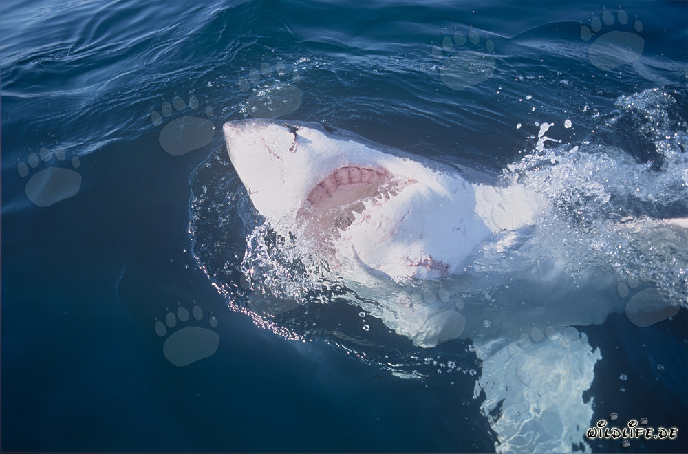 Impresionante tiburón blanco con la boca abierta frente a la costa de Sudáfrica