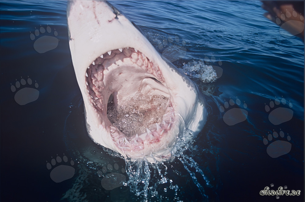 Vue dans la gueule du grand requin blanc