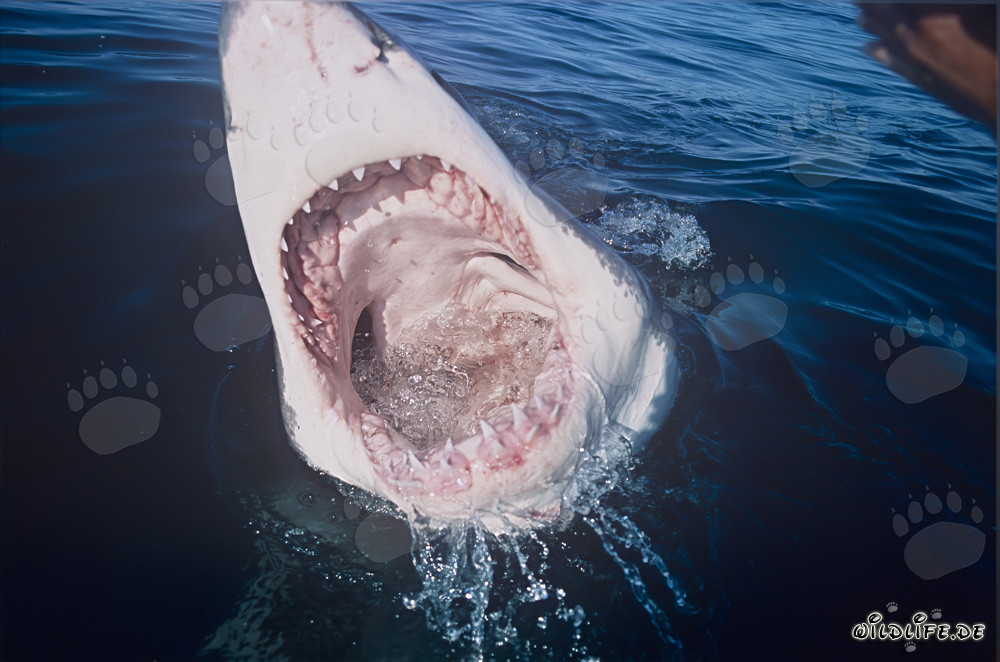 Vista nella bocca dello squalo bianco