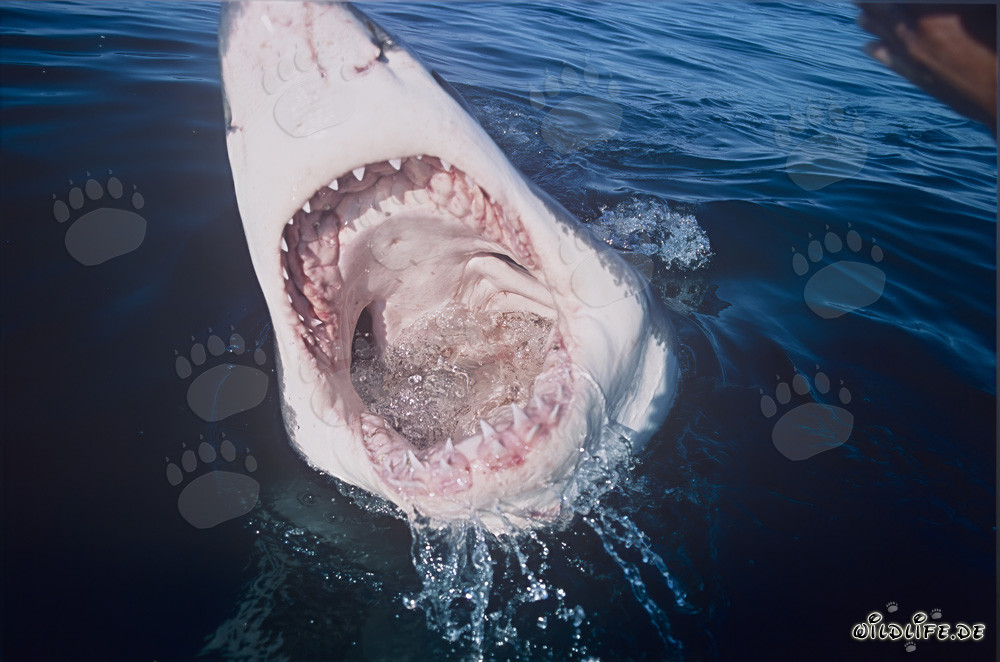Vista en la boca del tiburón blanco
